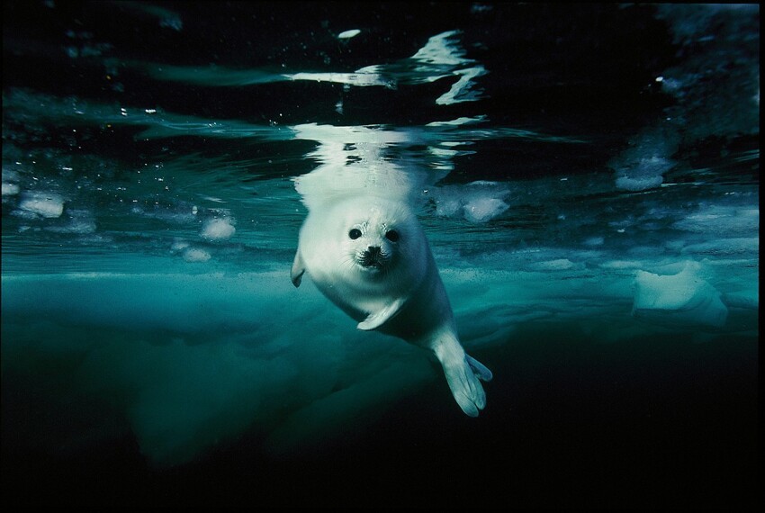 2. Детёныш (щенок) гренландского тюленя в заливе Святого Лаврентия, Канада