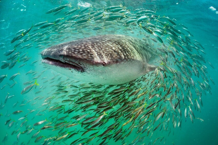 3. Китовая акула и рыбы, Мексика