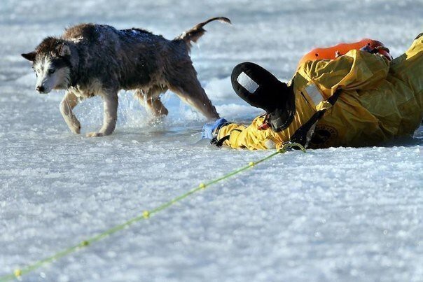 Достойный поступок! Человек спас провалившегося под лед пса