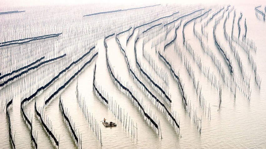 37. Выращивание морских водорослей в провинции Фуцзянь