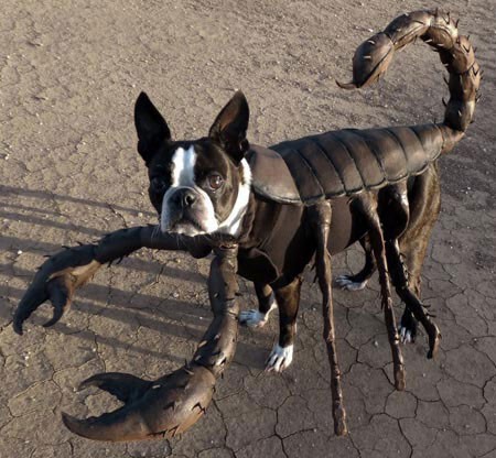 1. Собака-скорпион