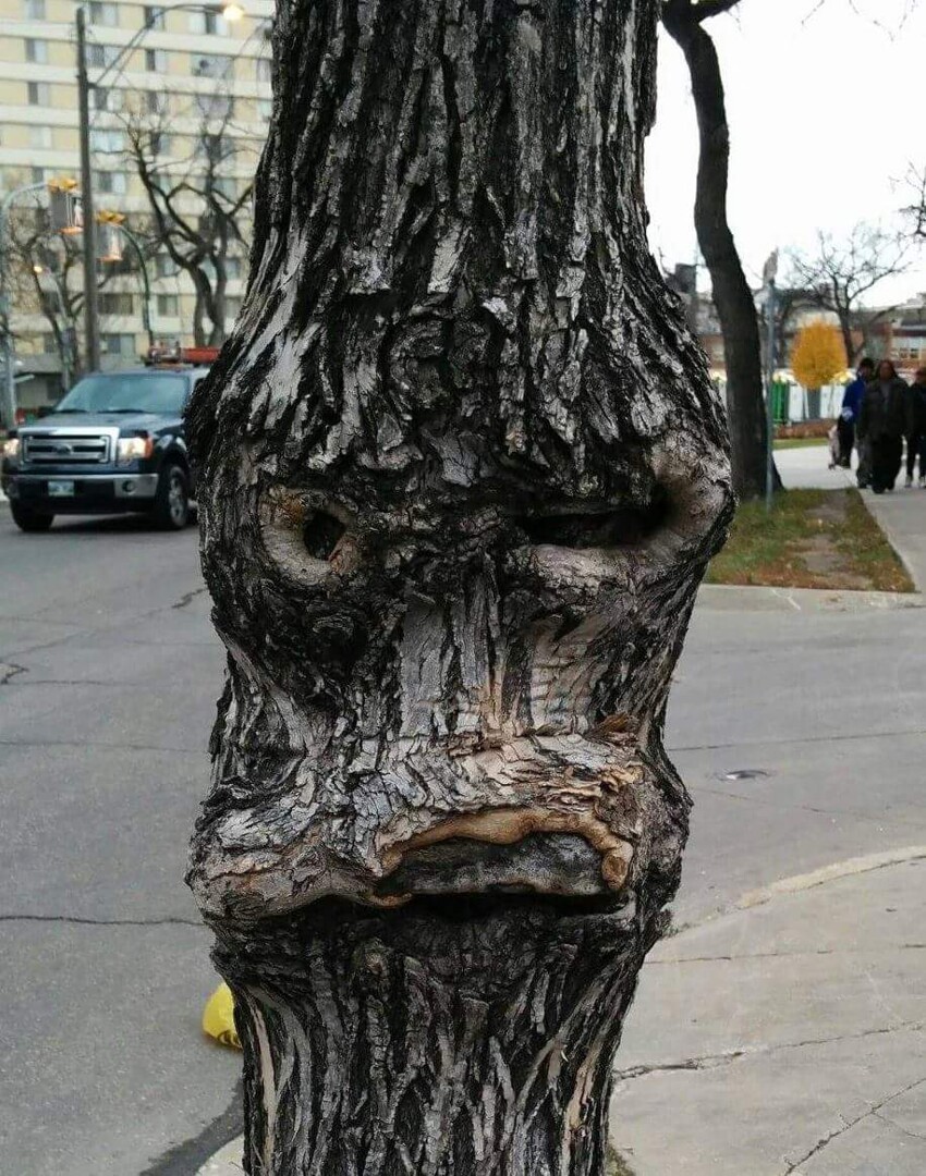 Недовольное дерево