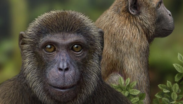 Ученые нашли в Испании последнего общего предка обезьян и человека