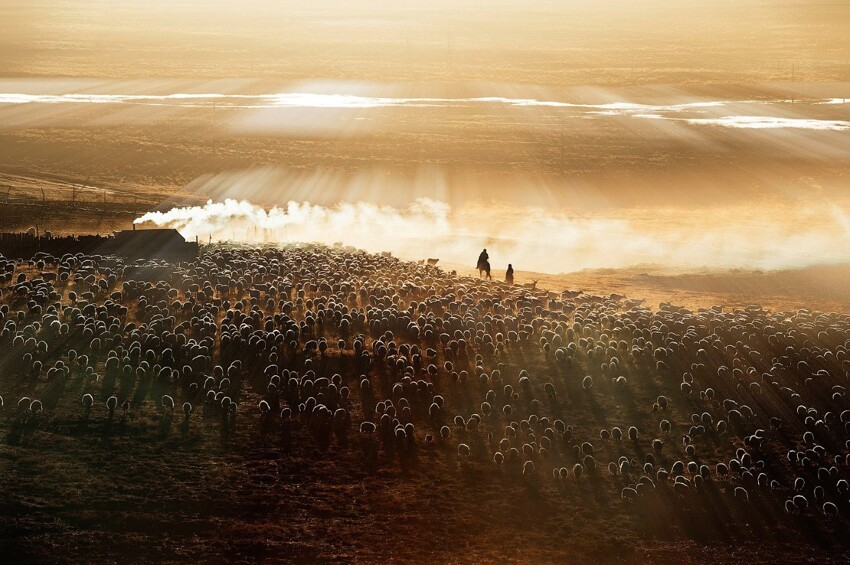 14. Поощрительный приз. Китайские пастухи. (Фото Liming Cao):