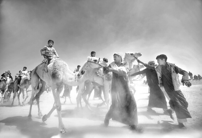 6. Поощрительный приз. Продавцы верблюдов на рынке в Египте. (Фото Mohamed Kamal):