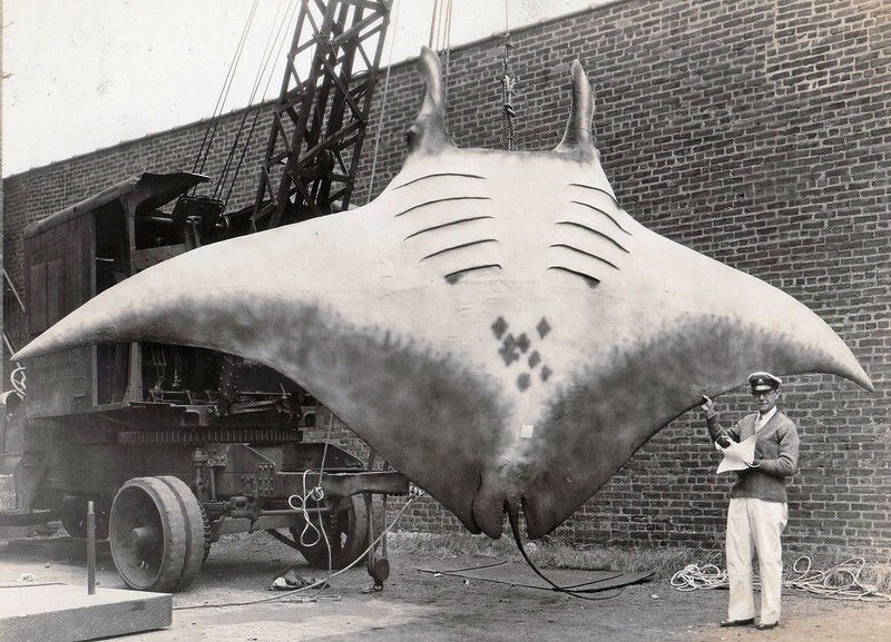 5. Гигантская манта или гигантский морской дьявол пойманная у берегов Нью-Джерси в 1933 году: