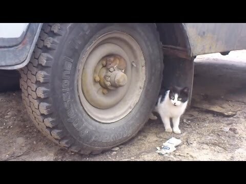 Том и Джери в реальной жизни 