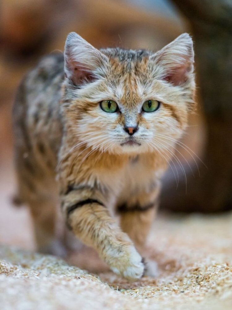 Барханная кошка выглядит весьма необычно – низкий рост, густая шерсть, широкие уши и интересный окрас. Каковы же особенности этой породы?