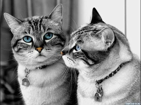 Best Funny Cats Videos Compilation | Приколы с котами #5  