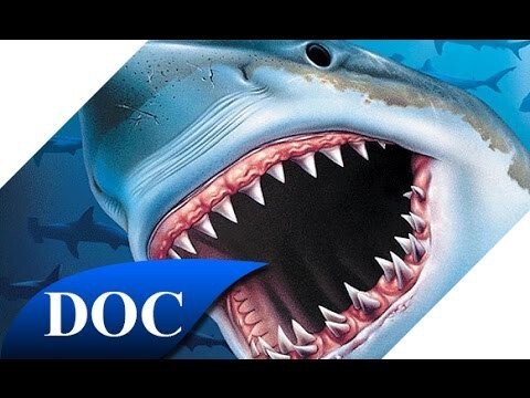 Суперхищник - большая белая акула 