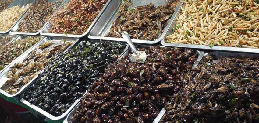 Жареные насекомые, Таиланд