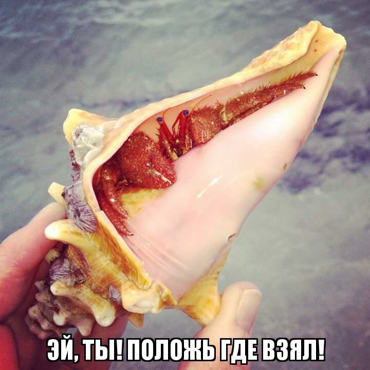 Из солянки