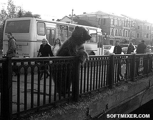 В СССР медведи ходят по улицам