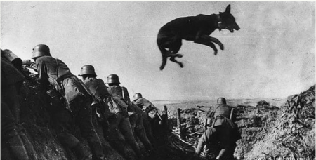 Собаки — участники Великой Отечественной Войны