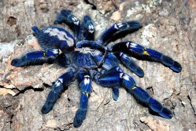 Паук птицеед (Poecilotheria metallica)