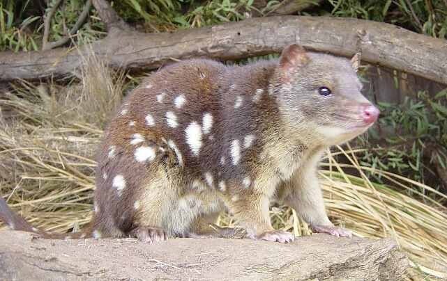 Пятнистохвостая сумчатая куница (Dasyurus maculatus)