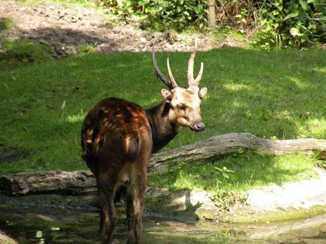 Филиппинский пятнистый олень (Cervus alfredi)