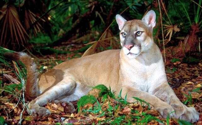 Флоридская пума (Puma concolor coryi)