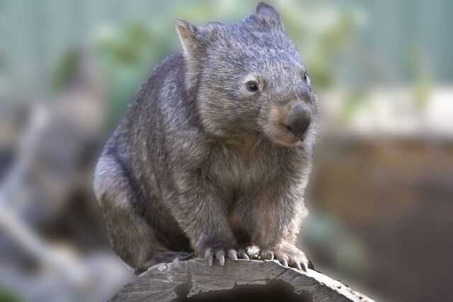 Северный длинношерстный вомбат (Lasiorhinus)