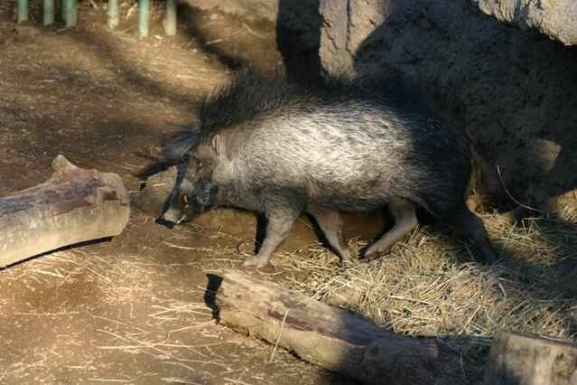 Висайская бородавчатая свинья (Sus cebifrons)