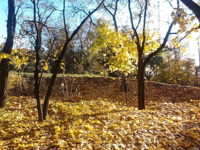 Из солянки