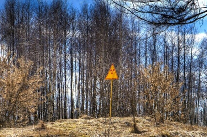 Радиоактивный лес.
