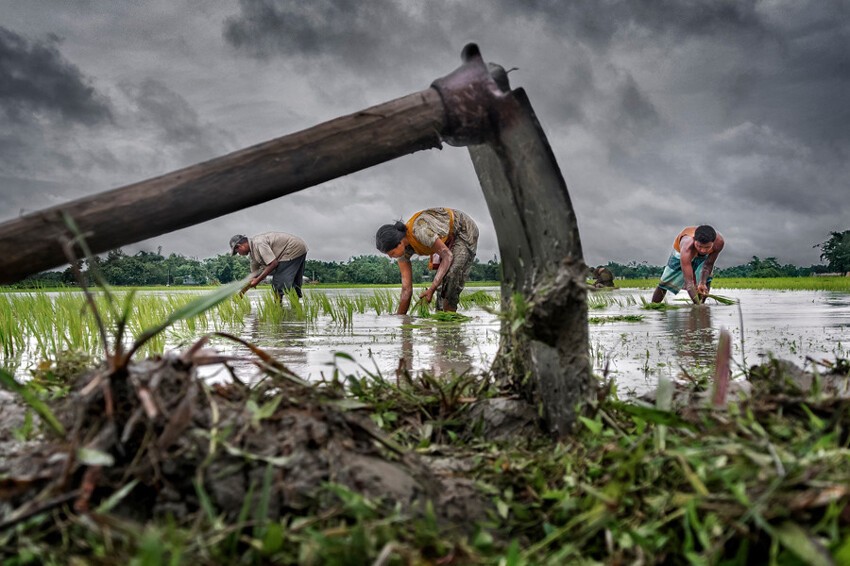 1. Победитель: Семья вспахивает рисовое поле во время сезона дождей в Индии