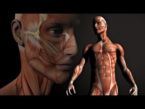 10 интересных фактов о мышцах 