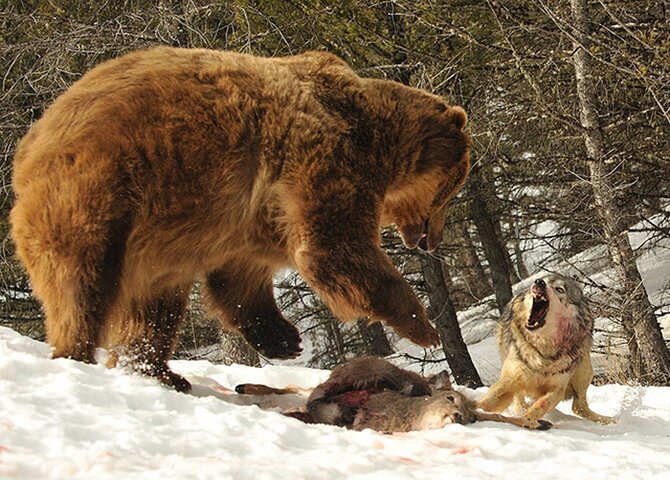 5. Волк против медведя.