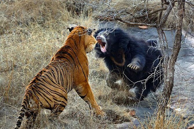 1. Медведица против тигра.