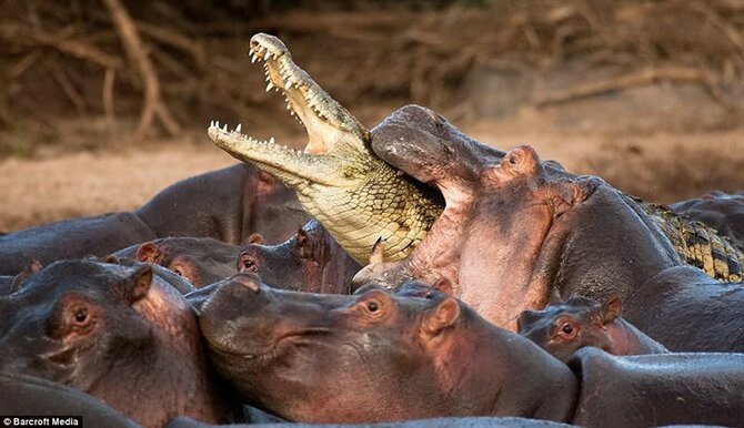 6. Крокодил против бегемотов.