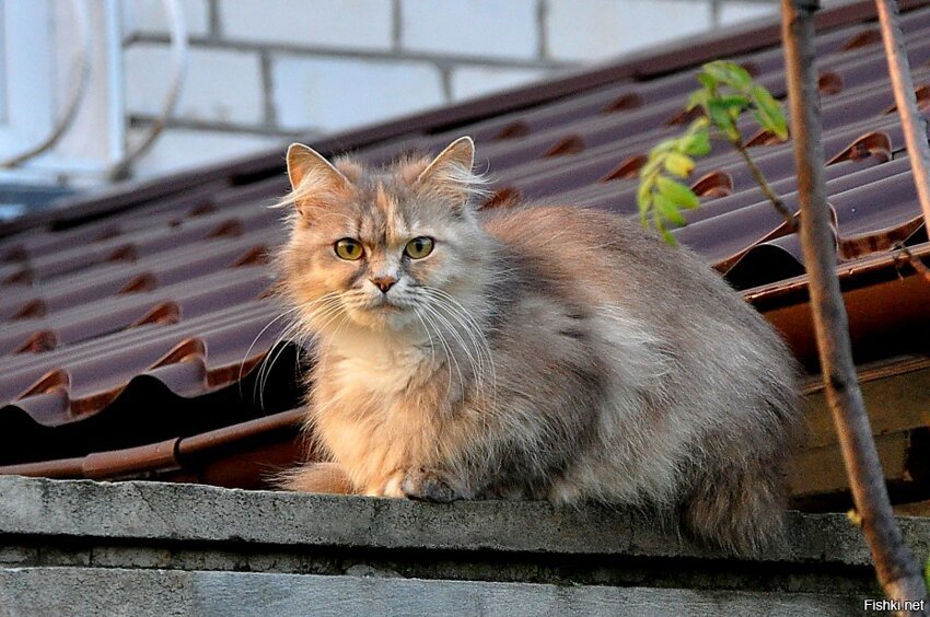 Из солянки