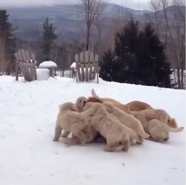 Самые милые щеночки на свете