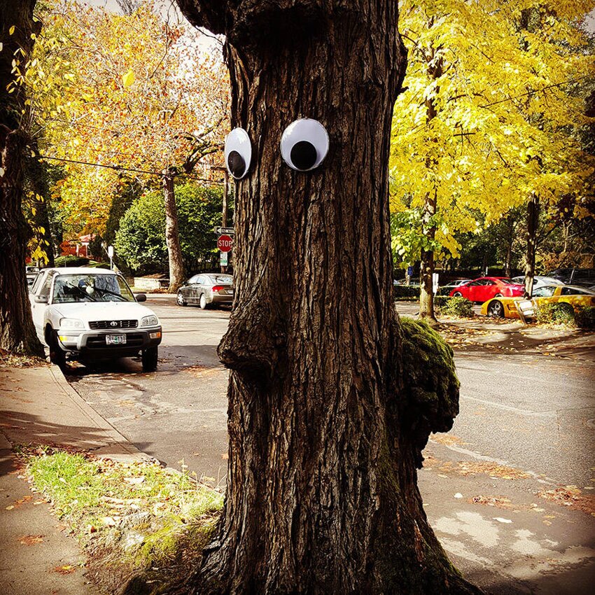 Глазастое дерево