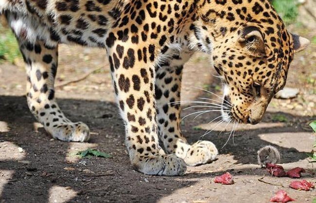 19.  Отчаянная мышка решила закусить вместе с леопардом 