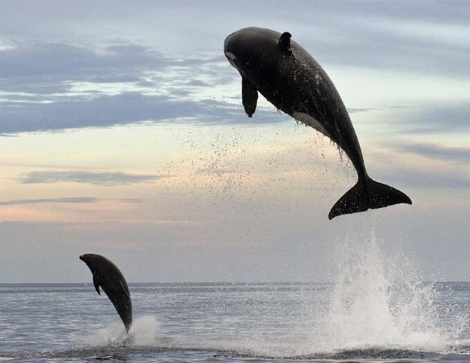 4. Гонясь за дельфином, косатка подпрыгнула аж на пять метров...