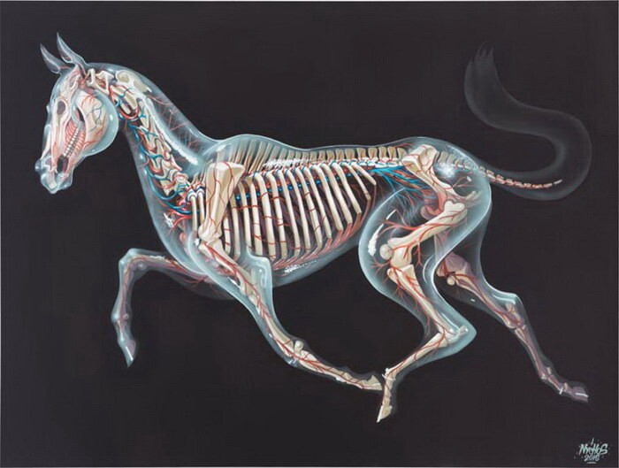 Художник показывает животных под рентгеновским излучением