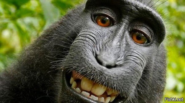Фото, сделанное обезьяной, вызвало спор об авторских правах