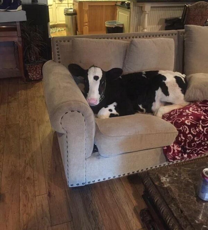 Коровка на диване