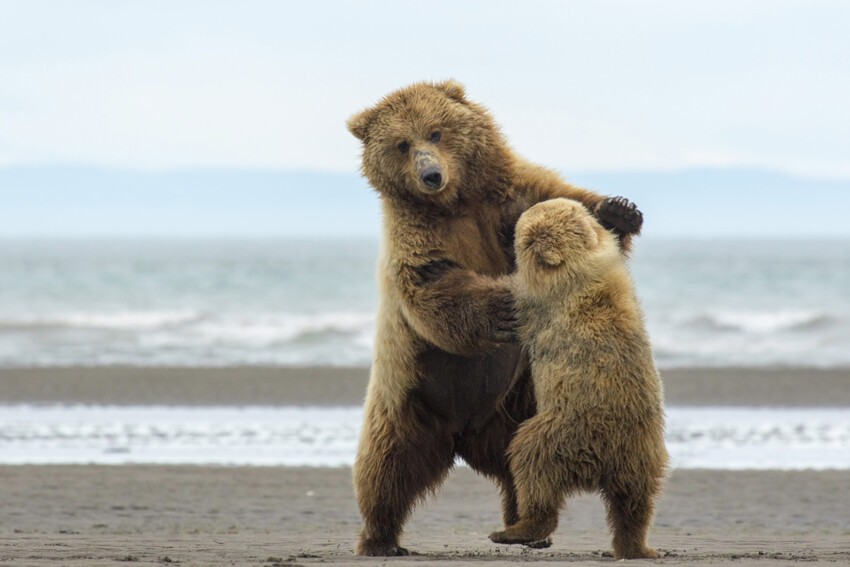 Танцы медведей