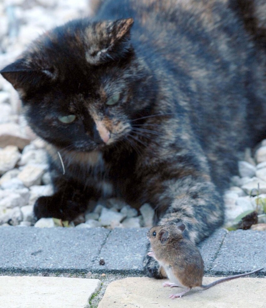 Удивительные фото кошки и мышки с непредсказуемым концом