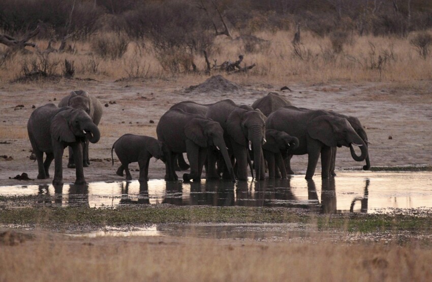 Охота за слоновыми бивнями в Зимбабве
