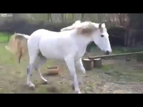Конь вырубил девушку 