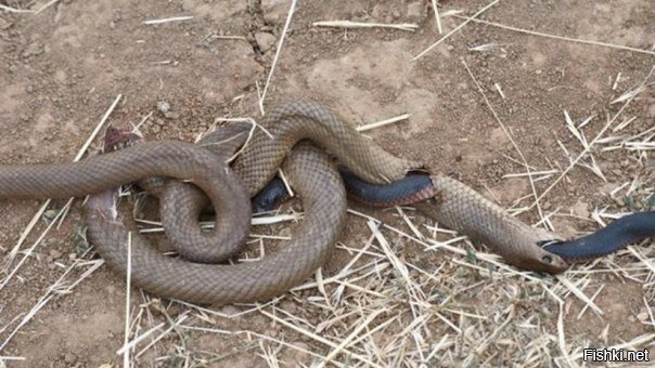 Житель Австралии обнаружил на дороге удивительную картину: одной змее удалось...