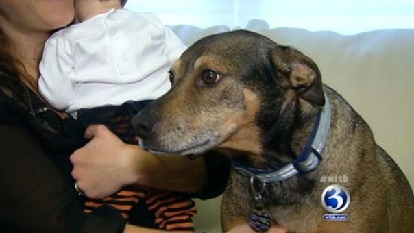 Приютская собака спасла дочь своих хозяев