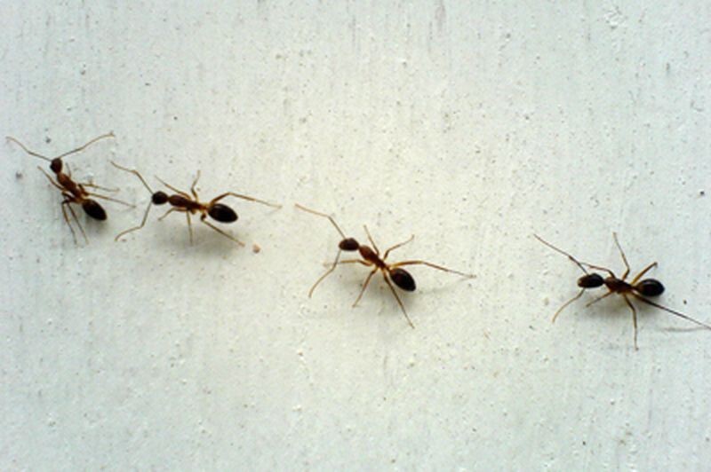 15. Средство от муравьев