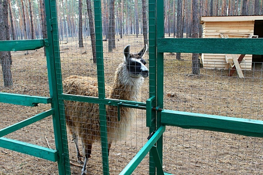 Червленный Яр