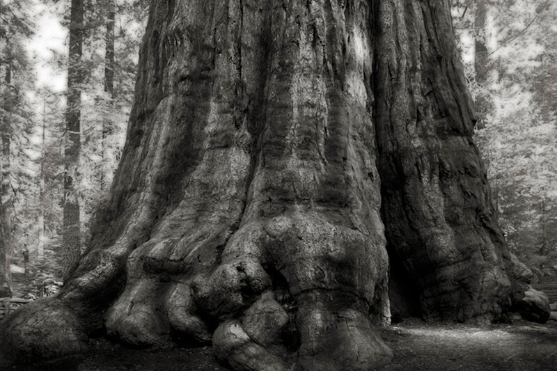 10 старейших деревьев в мире
