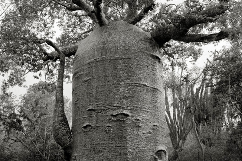 10 старейших деревьев в мире