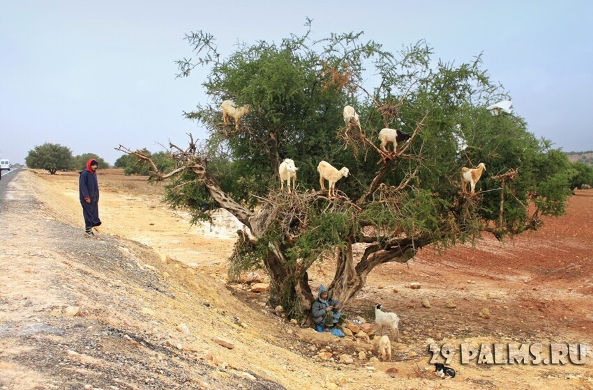 Марокко. Агадир - Эс-Сувейра. Козы на деревьях